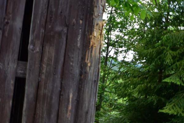 Keď si medveď ostr&iacute; zuby na k&ocirc;lni pri Čiernom Balogu 