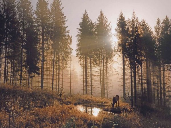 Ocenená fotografia Pavla Hanzela zo Zeleného objektívu 2023