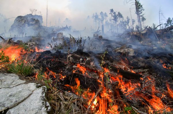 Ilustračné foto: archív Lesmedium.sk 