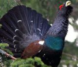 Podk&ocirc;rniť verzus hluch&aacute;ň