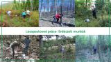 Lesopestovn&eacute; pr&aacute;ce realizovan&eacute; v r&aacute;mci projektu 