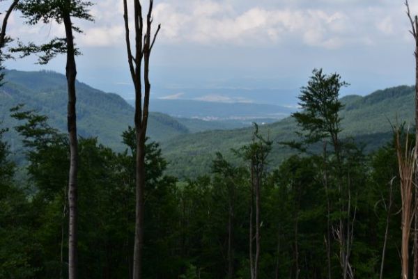 Lesy v Slansk&yacute;ch vrchoch