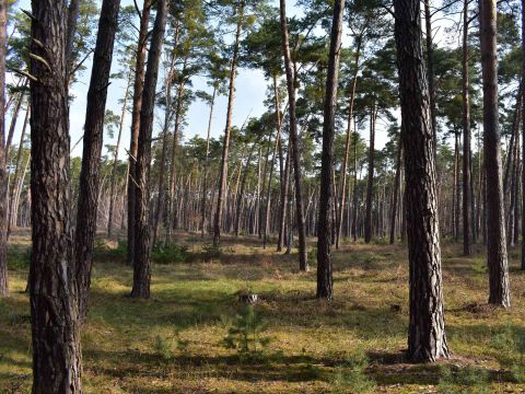 Borovicové porasty na Záhorí 