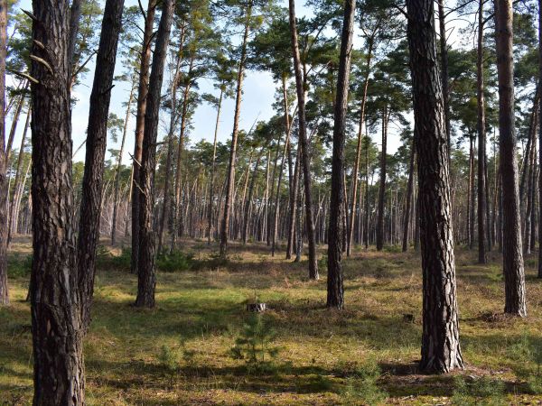 Borovicov&eacute; porasty na Z&aacute;hor&iacute; 