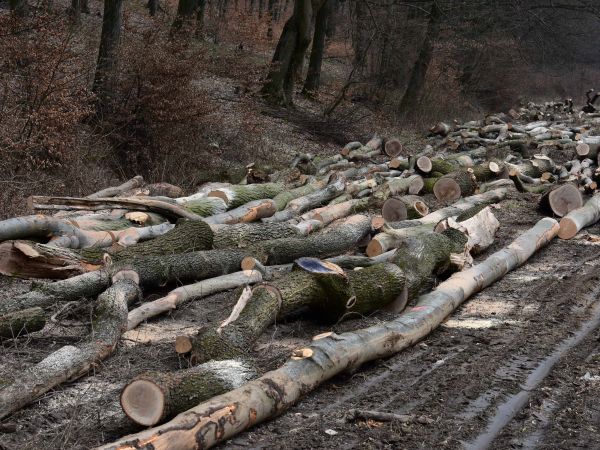 Ilustračné foto: Jozef Marko 