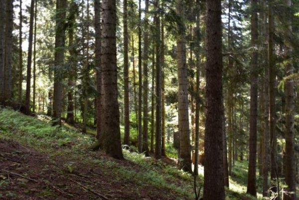 Jedľové porasty v Mestských lesoch Stará Ľubovňa