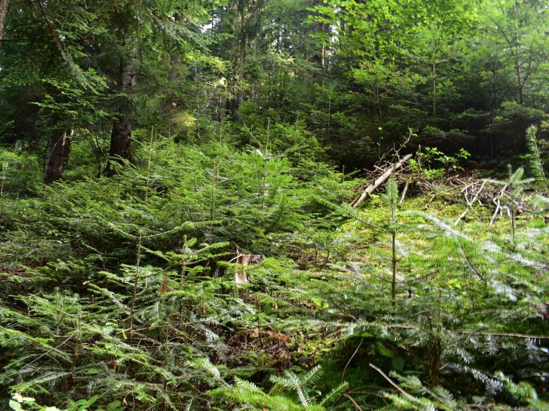 Ilustračné foto: Jozef Marko 