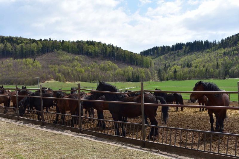 Chov norika muránskeho typu na Veľkej Lúke 