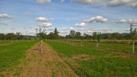 Moderný agrolesnícky systém na ornej pôde – alejové pestovanie poľnohospodárskych plodín (lucerna medzi radmi ovocných drevín) – Moravské Lieskové 