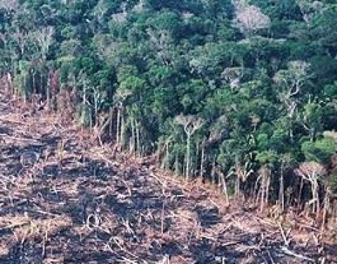 OSN vyzýva: Zastavme odlesňovanie