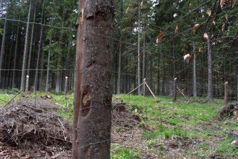 Lesníci pestujú jedľu na Muránskej planine aj v takýchto oplôtkoch, aby ju ochránili pred zverou 
