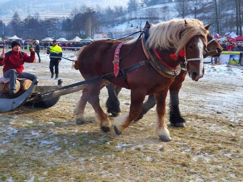 K drobným lesomajiteľom sa pridali aj furmani a spoločne vyzvú na záchranu lesného bohatstva Slovenska