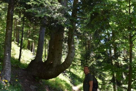 Aj v slovenských lesoch nájdeme zaujímavé rarity. Pri jednej z nich stojí v Lesoch mesta Podolínec Ing. Pavel Homola 