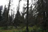 Smrekov&yacute; porast zdevastovan&yacute; podk&ocirc;rnym hmyzom 