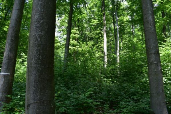 Bukov&yacute; porast 