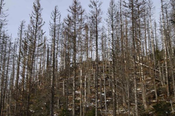 Dielo lykožrúta na bezzásahovom území 