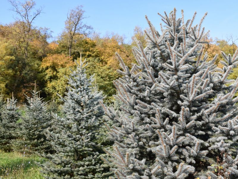Zdroj: FB stránka LESY SR š. p. 