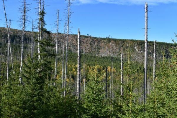 N&aacute;rodn&yacute; park &Scaron;umava a dominancia smreka 