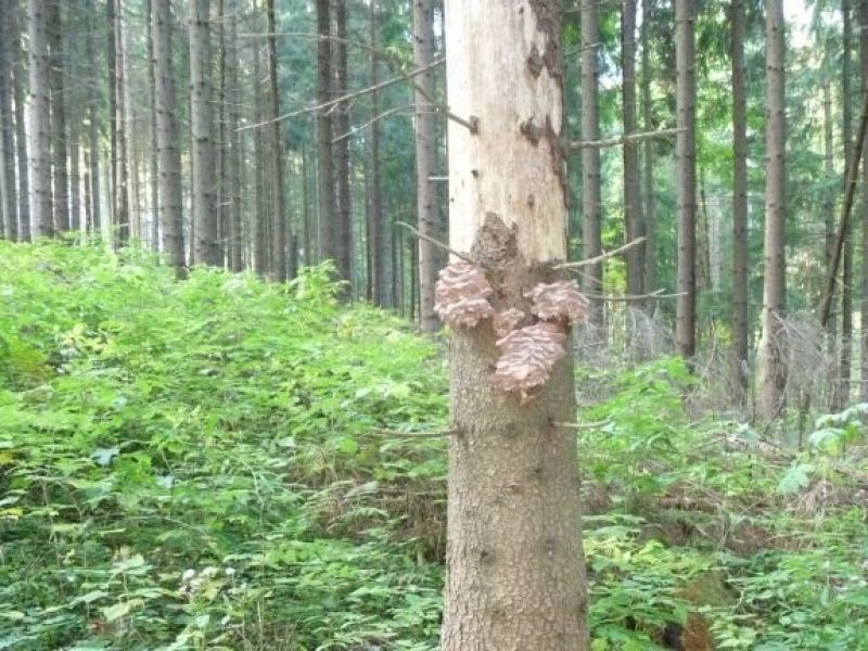 Podpňovka na smreku 