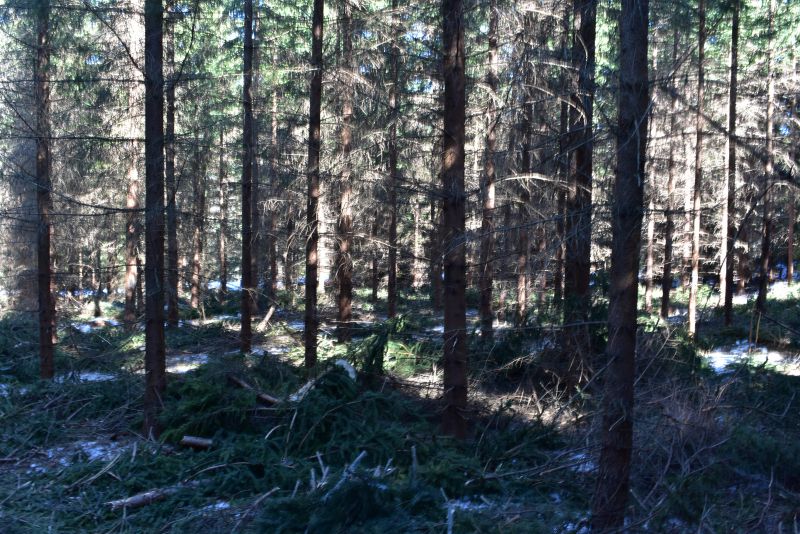 Smrekový porast bezprostredne po výchovnom zásahu, zrealizovanom malým kolesovým harvestorom 