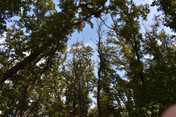 Ilustračn&eacute; foto Jozef Marko