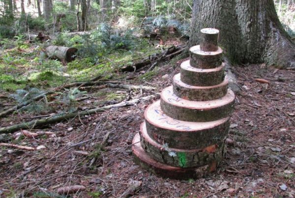 Kmeňov&eacute; kot&uacute;če odobrate zo vzorn&iacute;ku jedle pre &uacute;čely kmeňovej anal&yacute;zy a stanovenia množstva biomasy
