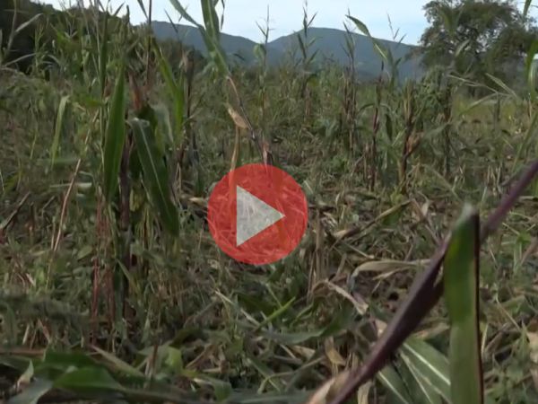 Z&aacute;ber z report&aacute;že TV JOJ na &uacute;rodu kukurice zničen&uacute; zverou 