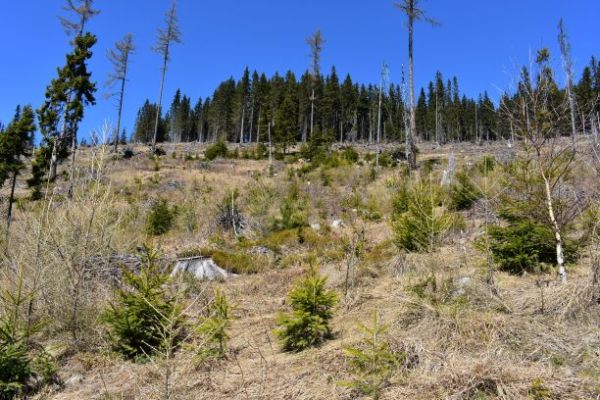 Obnoven&eacute; kalamitn&eacute; plochy s pestr&yacute;m drevinov&yacute;m zložen&iacute;m vo Vysok&yacute;ch Tatr&aacute;ch