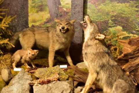 Vlk dravý v expozícii Múzea TANAP-u 