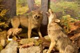 Vlk dravý v expozícii Múzea TANAP-u 