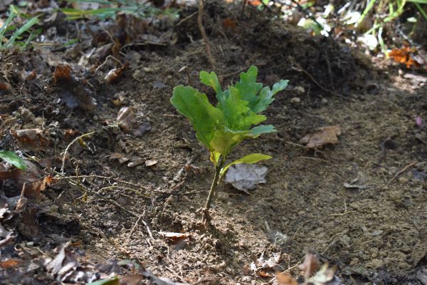 Ilustračn&eacute; foto Jozef Marko
