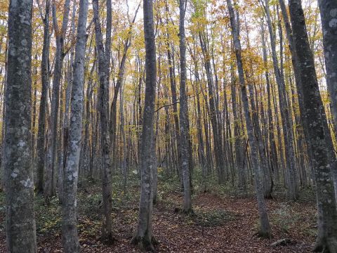 Zdroj: portál Foresteurope.org