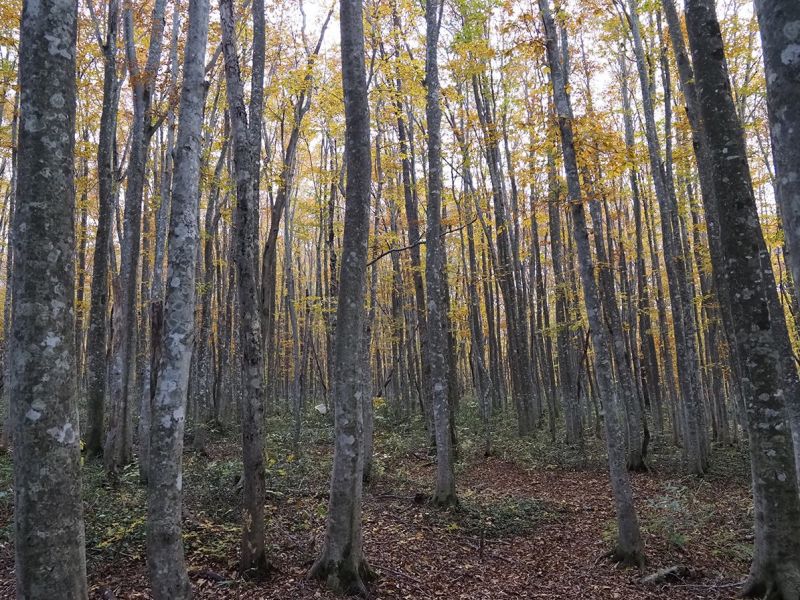 Zdroj: port&aacute;l Foresteurope.org