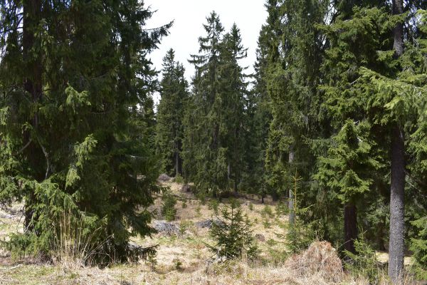 Optimálny biotop hlucháňa na Muránskej planine ako výsledok práce miestnych lesníkov 