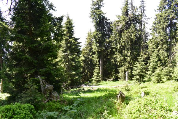 Horské lesy na Poľane. Sú to pralesy? 