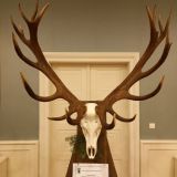 Nov&aacute; rekordn&aacute; jelenia trofej z CHPO Poľana 