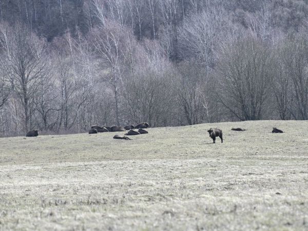 Zubry v Polonin&aacute;ch 