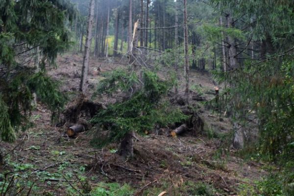 Lokálna vetrová kalamita bezprostredne po spracovaní 