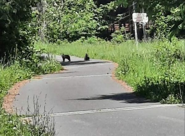 Ilustračn&eacute; foto: FB str&aacute;nka Medvede na Slovensku 