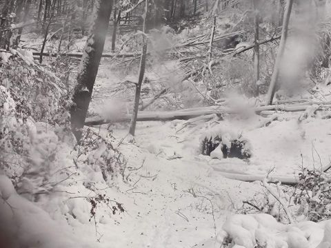 Zdroj: FB stránka Mestské lesy Košice, a.s. 