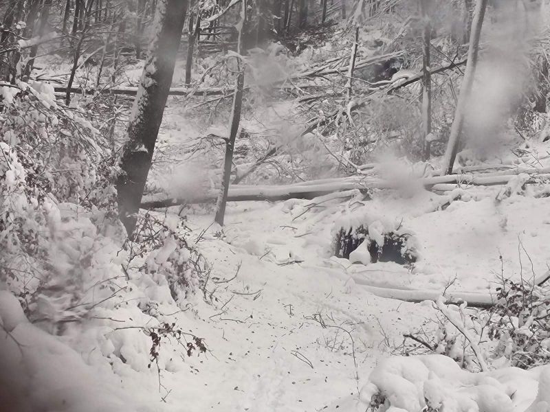 Zdroj: FB stránka Mestské lesy Košice, a.s. 