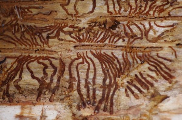 Požerok lykožr&uacute;ta