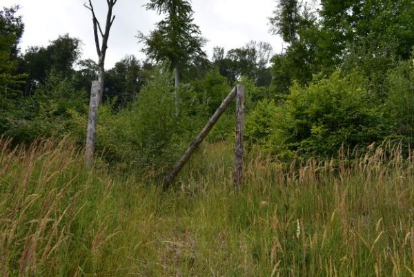 Vo vnútri oplôtku rastie mladina s viacerými druhmi drevín, mimo neho rastie kvôli premnoženej zveri iba tráva...