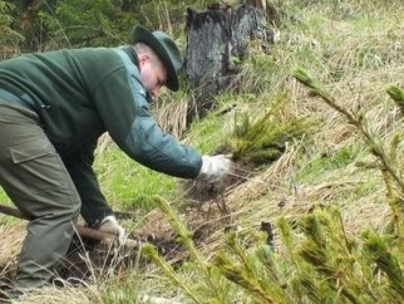 Zdroj: FB stránka LESY SR š. p. 