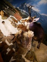 Kamz&iacute;k a rys v M&uacute;zeu TANAP-u