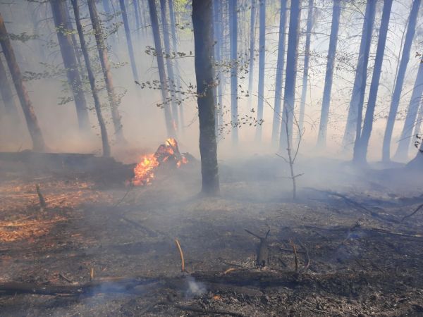 Zdroj: Internetová stránka LESY SR 
