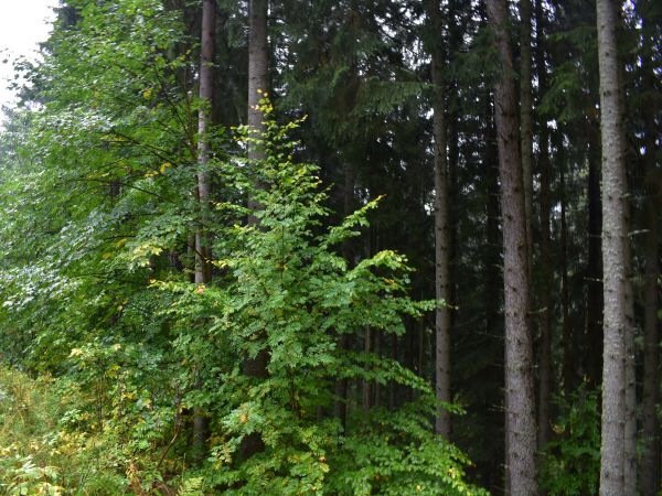 Ilustračné foto: Jozef Marko 