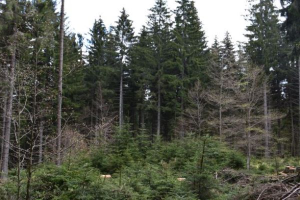 V s&uacute;lade s pr&iacute;rodou lesn&iacute;kmi obnovovan&eacute; porasty na Mur&aacute;nskej planine 
