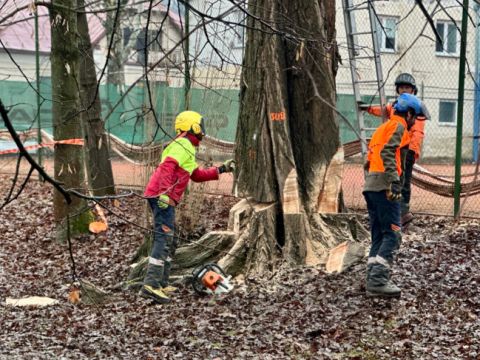 Výrub v Mestskom parku na Tajovského ulici v Banskej Bystrici