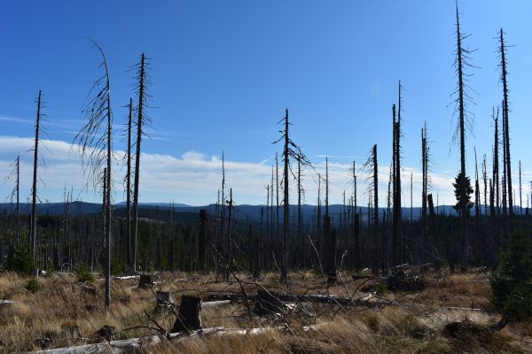 Aj takto vyzerá Národný park Šumava v súčasnosti